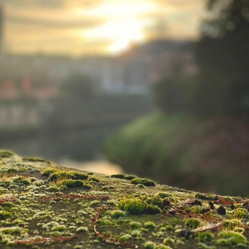 Moss in sharp focus against a softly blurred landscape